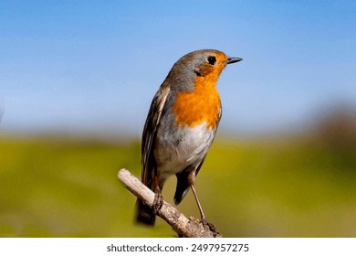 如何在金莎娱乐app下载官网上注册并开始游戏