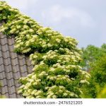 如何快速找到超凡贵宾会官网登录首页入口的详细指南 hp4c2