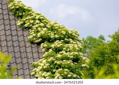 如何快速找到超凡贵宾会官网登录首页入口的详细指南 如何快速找到超凡贵宾会官网登录首页入口的详细指南