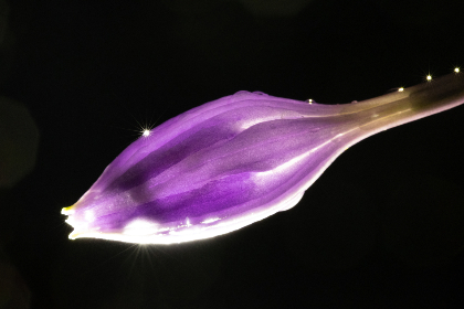 如何在香格里拉平台上规划完美的旅行行程