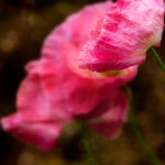 3d开奖186期和值开奖查询结果及历史数据分析 4vlhg87