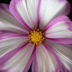 19023期开奖号码最新公布,快来看看你中奖了吗? o1dg07q3ag